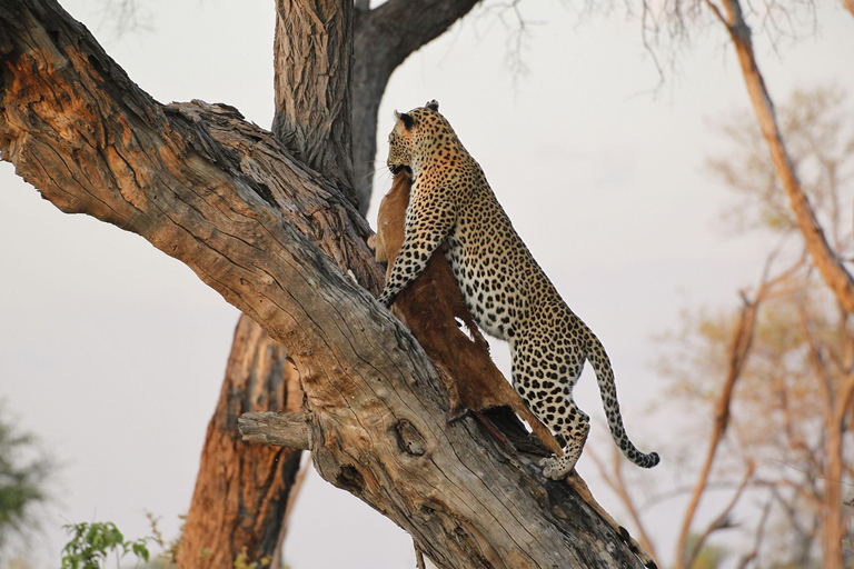 Botswana: Savuti, Khwai, & Moremi 7-Day Mobile Safari
