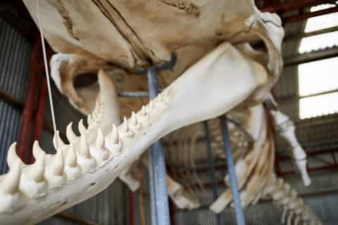 Albany's Whale Story