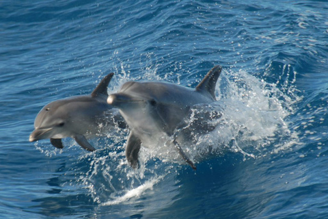 Hervey Bay: Half-Day Whale Watching Cruise with Meal