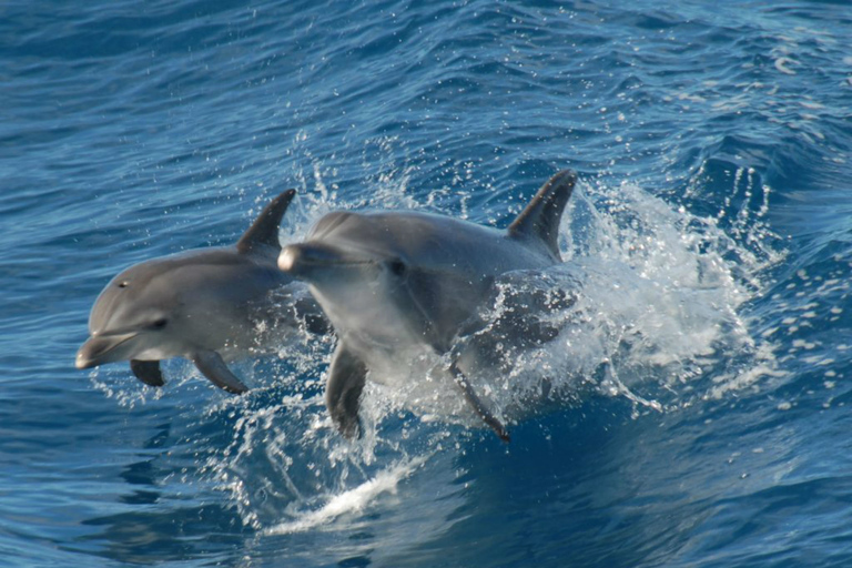 Hervey Bay: Half-Day Whale Watching Cruise with Meal