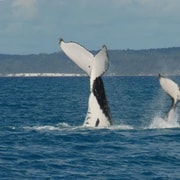 Hervey Bay Half Day Whale Watching Cruise With Meal GetYourGuide