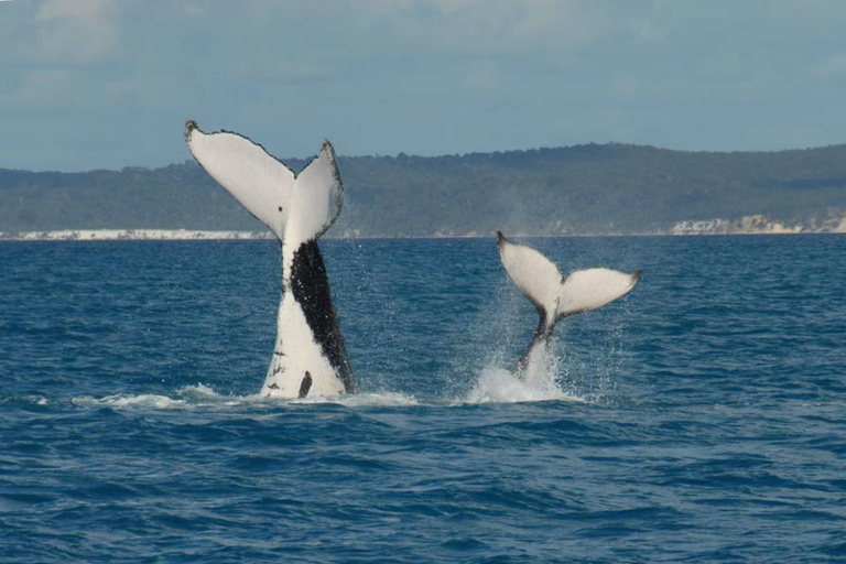 Hervey Bay: Half-Day Whale Watching Cruise with Meal