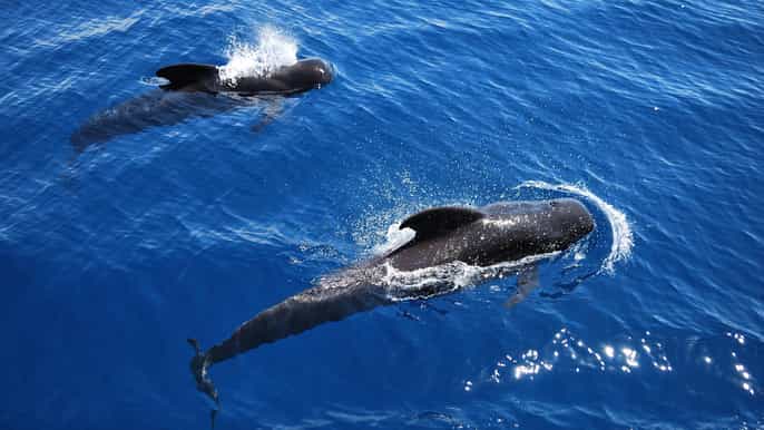Tenerife: Crucero Vikingo de Avistamiento de Ballenas y Delfines