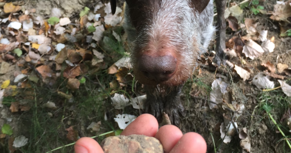 Piedmont Truffle Hunting GetYourGuide