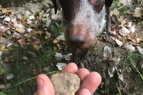 Piemonte: Caccia al tartufo