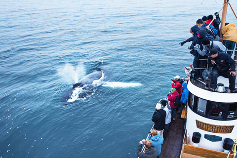 Árskógssandur: Whale-Watching Boat Trip