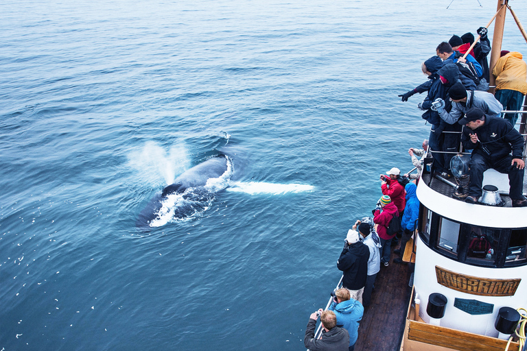 Árskógssandur: Excursión en barco para avistar ballenas