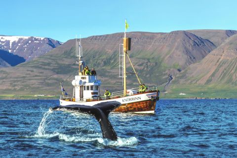 Árskógssandur: Whale-Watching Boat Trip
