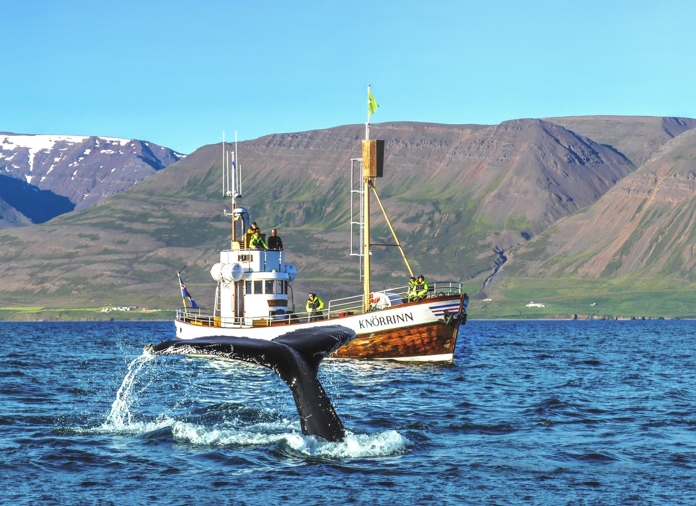 Árskógssandur: Bådtur for hvalsafari