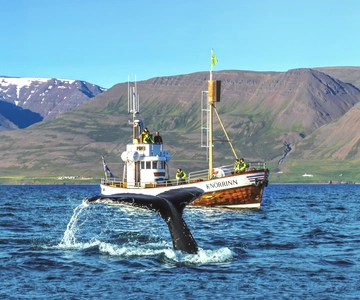Árskógssandur: Whale-Watching Boat Trip