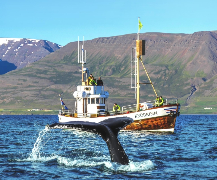 Árskógssandur: Wycieczka łodzią na obserwację wielorybów