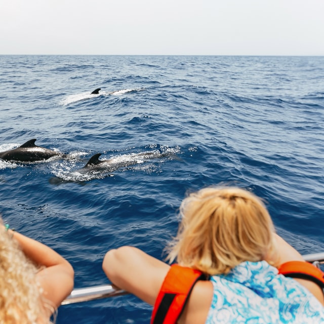 Tenerife: Whale Watching Catamaran Tour with Drinks