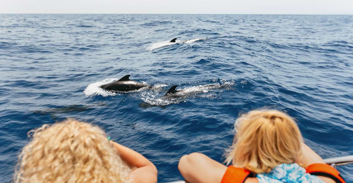 whale watching tour teneriffa