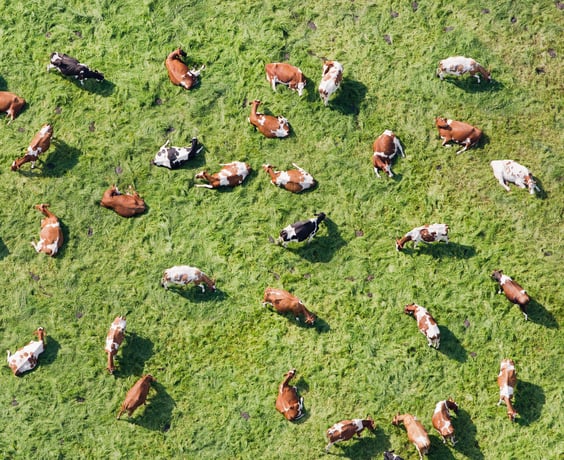 Амстердам: Это голландский билет и автобус Hop-On Hop-Off