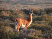 Puerto Madryn, excursión a Península Valdés Classic - Hizvo
