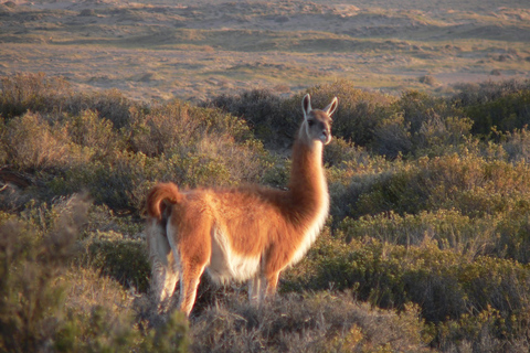 Puerto Madryn: Wycieczka na półwysep Valdes ClassicJednodniowa wycieczka Discover Valdes Peninsula