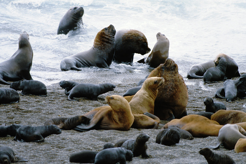 Puerto Madryn: Excursion to Peninsula Valdes Classic Discover Valdes Peninsula Day Tour