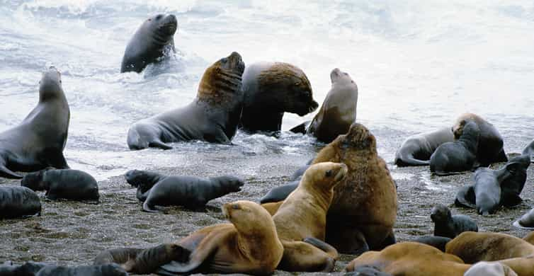 Puerto Madryn: Excursion to Peninsula Valdes Classic