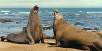 Puerto Madryn, excursión a Península Valdés Classic - Hizvo