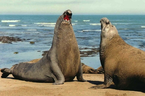 Puerto Madryn: Utflykt till Peninsula Valdes ClassicUpptäck Valdeshalvön dagstur