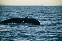 Puerto Madryn, excursión a Península Valdés Classic - Hizvo