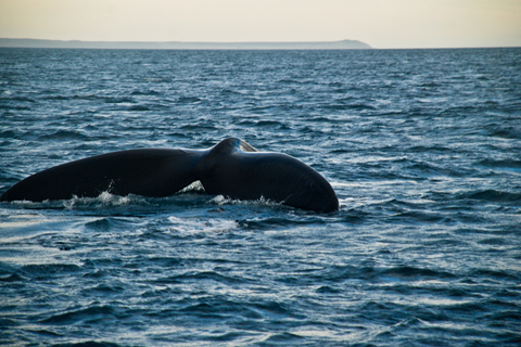 Puerto Madryn: Excursión a Península Valdés ClásicaDescubre la península Valdés: tour de 1 día