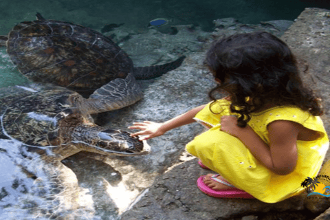 Zanzibar: Baraka Aquarium: alimente, nade e mergulhe com snorkel com tartarugas