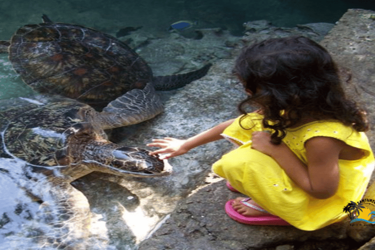 Zanzibar : Baraka Aquarium Nourrissez-vous, nagez et faites de la plongée en apnée avec les tortues