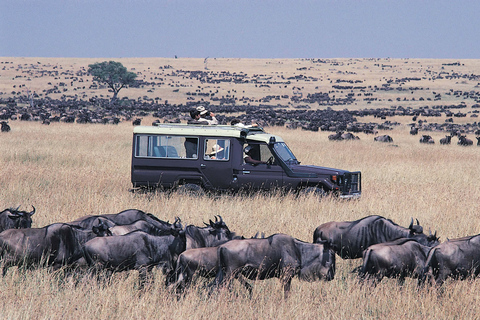 Von Nairobi aus: Maasai Mara Geführte Pirschfahrt