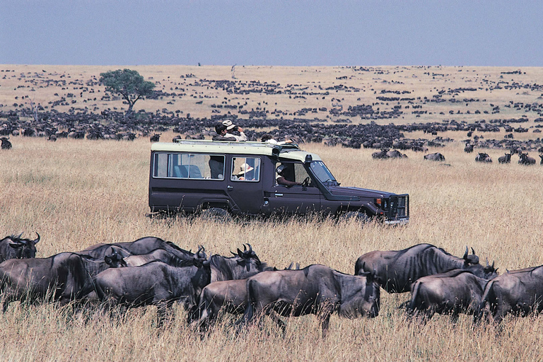 Von Nairobi aus: Maasai Mara Geführte Pirschfahrt