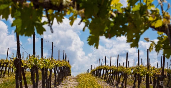 Wine Tasting and Vineyard Tour with Lunch from Taormina