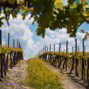 Prova de vinhos e visita às vinhas com almoço a partir de Taormina