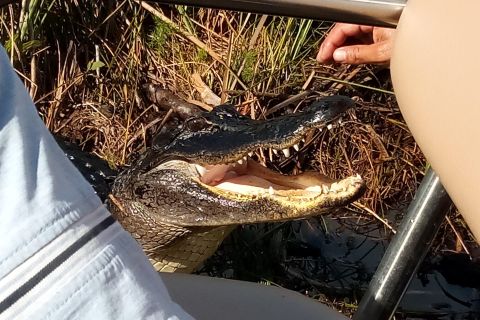 Miami: Everglades Full-Day Tour with 2 Boat Trips and Lunch