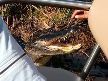 Florida: Kleingruppentour durch den Everglades-Nationalpark Florida: Kleingruppentour durch den Everglades-Nationalpark