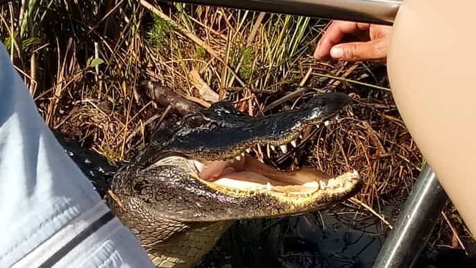 parque nacional everglades tour aventura grupos reducidos