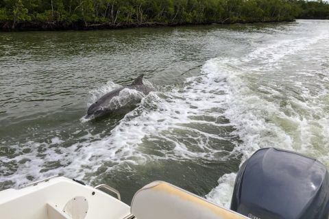 Everglades de Florida: tour en grupo reducido