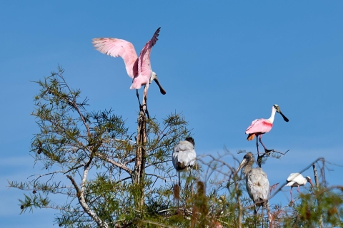 Florida: Kleingruppentour durch den Everglades-Nationalpark