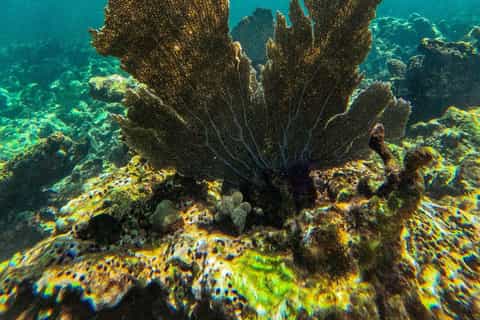 Plage d'Akumal : nage avec les tortues vertes et récif corallien