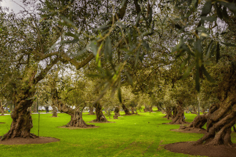 From Lima: Miraflores, Barranco &amp; San Isidro Half-day Tour