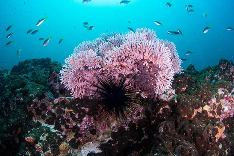 Salalah: Scuba Diving Discover Oman’s hidden underwater gems