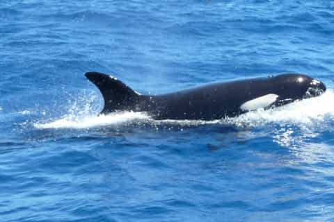 From Albany: Full-Day Bremer Canyon Orca Experience