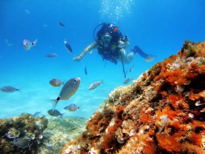 Mallorca: Try Scuba in a Reserve | GetYourGuide