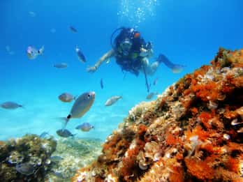Mallorca: Tauch-Schnupperkurs in einem Naturschutzgebiet Mallorca: Tauch-Schnupperkurs in einem Naturschutzgebiet