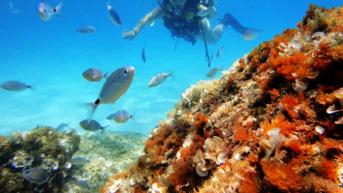 mallorca intro tot duiken in een prachtig natuurreservaat