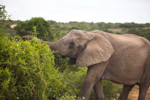 Von Kapstadt aus: 5-tägige Best of Garden Route und Addo SafariTour mit geteiltem Schlafsaal in einer Backpacker-Unterkunft