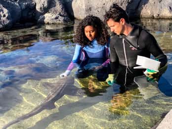 Odysseo Oceanarium: Zebra Sharks encounter and feeding