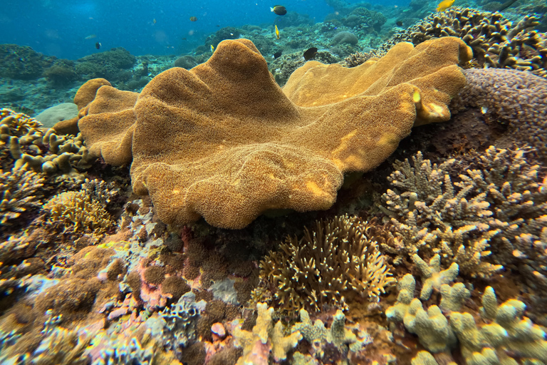 Nusa Penida: Ganztägiges Schnorcheln mit Manta-Rochen am Manta PointSchnorcheln und Westland Tour (Treffpunkt - Penida Port)