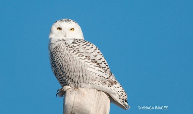 Visit Snowy Owl 3.5-hour Photography Tour in Saskatoon