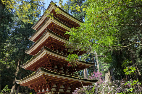 From Osaka: Muroji Temple, Dragon Shrine & Art Forest Tour