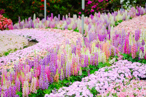 Tokyo & Ibaraki Tour: Hitachi Seaside Park & Adachi Wisteria